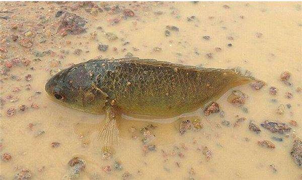 夢見魚在水里游是什么意思 孕婦夢見好多魚活蹦亂跳有什么預兆