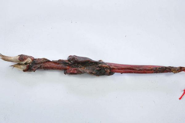 鹿鞭的功效與作用及禁忌 鹿鞭的藥用價值