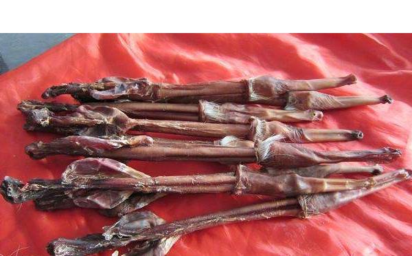 鹿鞭女人可以吃嗎 什么人不宜吃鹿鞭