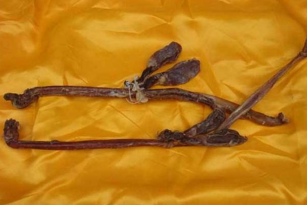 鹿鞭女人可以吃嗎 什么人不宜吃鹿鞭