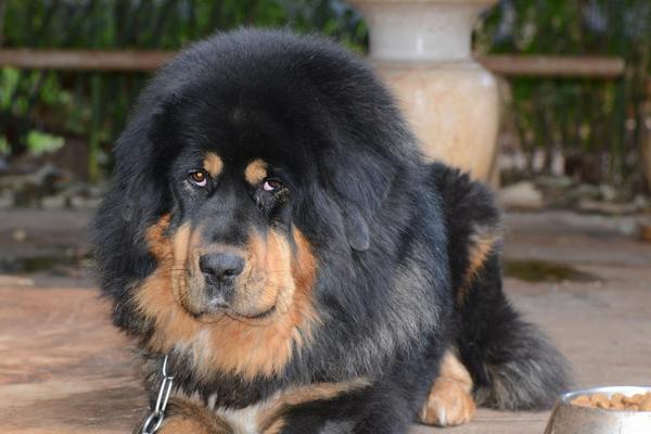 比藏獒還厲害的狗是什么 藏獒能打過老虎嗎