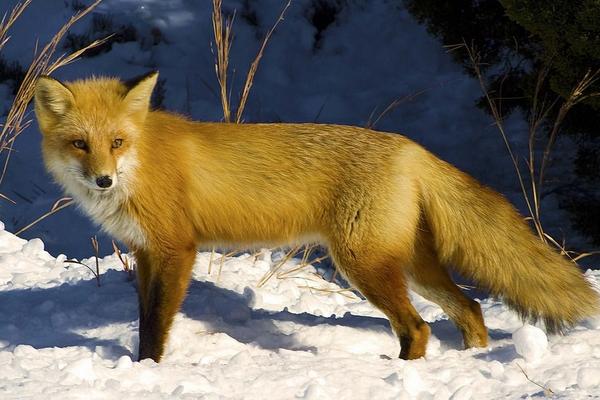 狐貍市場價格多少錢一只 狐貍有靈性嗎