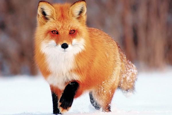 狐貍市場價(jià)格多少錢一只 狐貍有靈性嗎