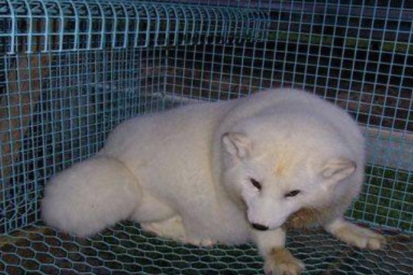 狐貍市場價(jià)格多少錢一只 狐貍有靈性嗎