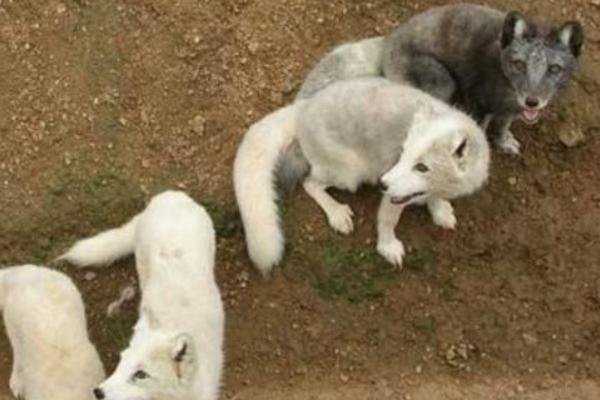 狐貍市場價(jià)格多少錢一只 狐貍有靈性嗎