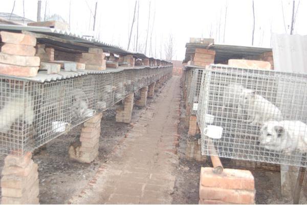 狐貍市場價(jià)格多少錢一只 狐貍有靈性嗎