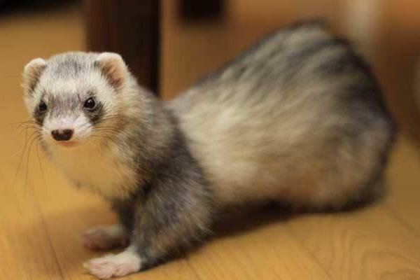 水貂可以當寵物嗎 水貂好還是貂好