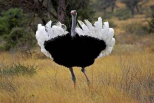 鴕鳥為什么不會(huì)飛 鴕鳥可以騎嗎