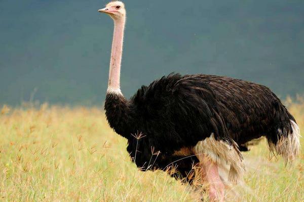鴕鳥為什么不會(huì)飛 鴕鳥可以騎嗎