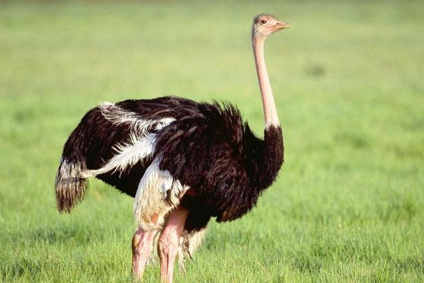 鴕鳥為什么不會(huì)飛 鴕鳥可以騎嗎