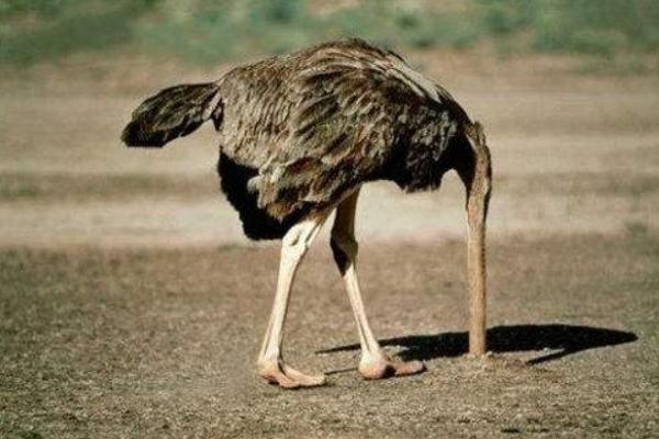 鴕鳥為什么不會(huì)飛 鴕鳥可以騎嗎