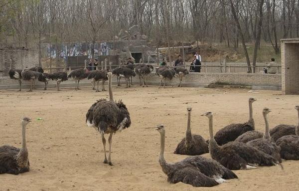 鴕鳥為什么不會(huì)飛 鴕鳥可以騎嗎