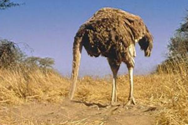 鴕鳥為什么不會(huì)飛 鴕鳥可以騎嗎