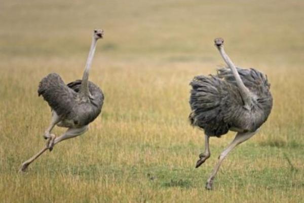 養(yǎng)20只鴕鳥需投多少錢 鴕鳥養(yǎng)殖前景