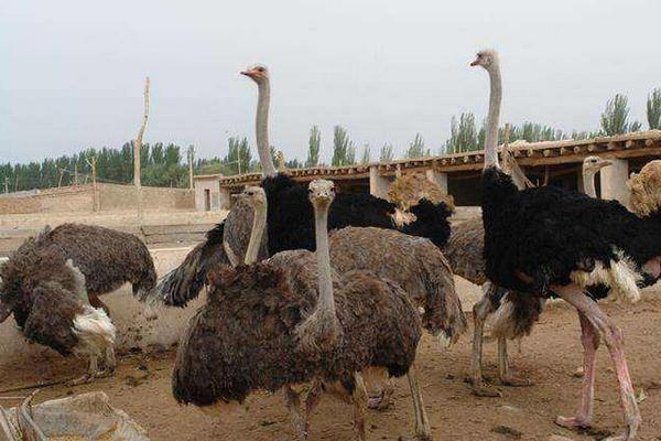 養(yǎng)20只鴕鳥(niǎo)需投多少錢(qián) 鴕鳥(niǎo)養(yǎng)殖前景