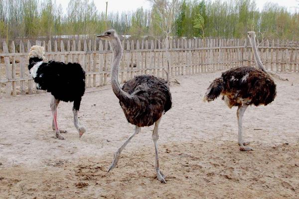 養(yǎng)20只鴕鳥(niǎo)需投多少錢(qián) 鴕鳥(niǎo)養(yǎng)殖前景