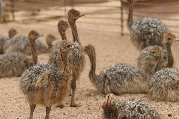 養(yǎng)20只鴕鳥(niǎo)需投多少錢(qián) 鴕鳥(niǎo)養(yǎng)殖前景