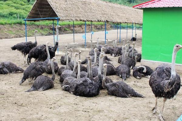 養(yǎng)20只鴕鳥(niǎo)需投多少錢(qián) 鴕鳥(niǎo)養(yǎng)殖前景