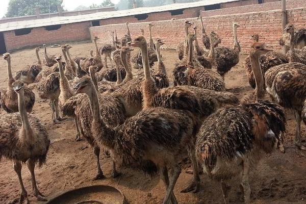 養(yǎng)20只鴕鳥(niǎo)需投多少錢(qián) 鴕鳥(niǎo)養(yǎng)殖前景