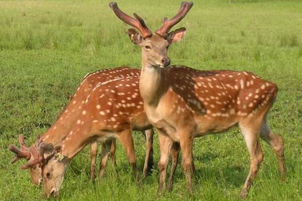 梅花鹿市場價格多少錢一只 梅花鹿鹿種的選擇方法