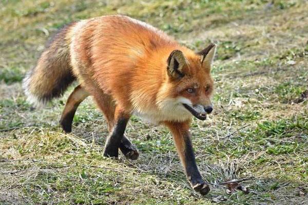 寵物狐貍吃什么 寵物狐貍咬人嗎