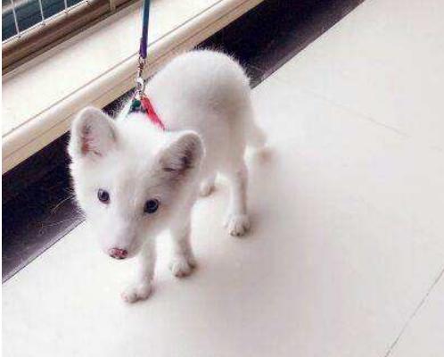 寵物狐貍吃什么 寵物狐貍咬人嗎