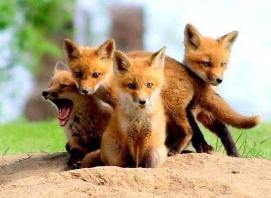 寵物狐貍吃什么 寵物狐貍咬人嗎