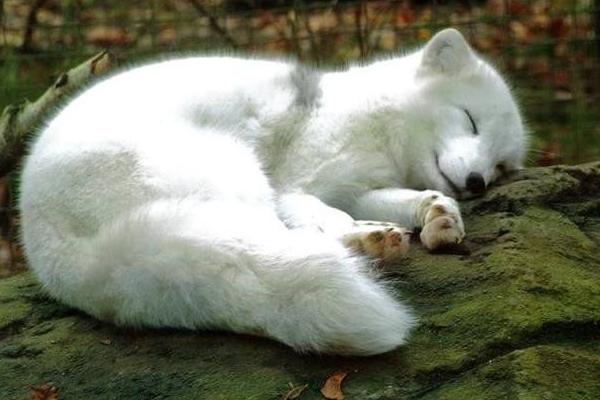 寵物狐貍吃什么 寵物狐貍咬人嗎