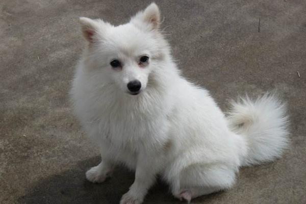 寵物狐貍吃什么 寵物狐貍咬人嗎