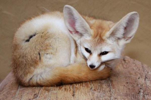 寵物狐貍吃什么 寵物狐貍咬人嗎