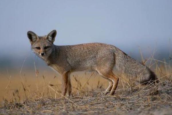 寵物狐貍吃什么 寵物狐貍咬人嗎