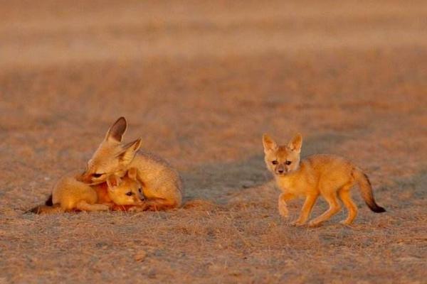 寵物狐貍吃什么 寵物狐貍咬人嗎