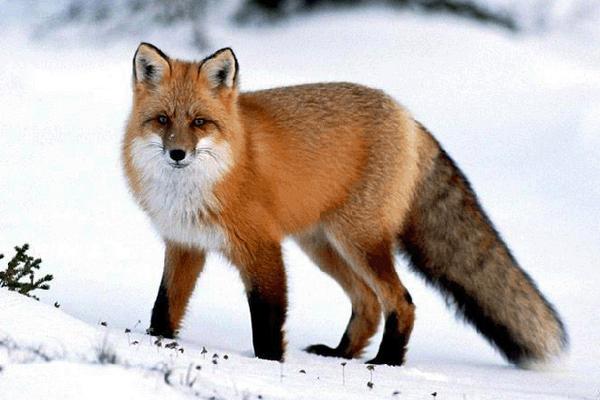 寵物狐貍吃什么 寵物狐貍咬人嗎