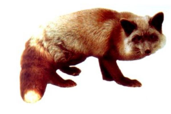 寵物狐貍吃什么 寵物狐貍咬人嗎