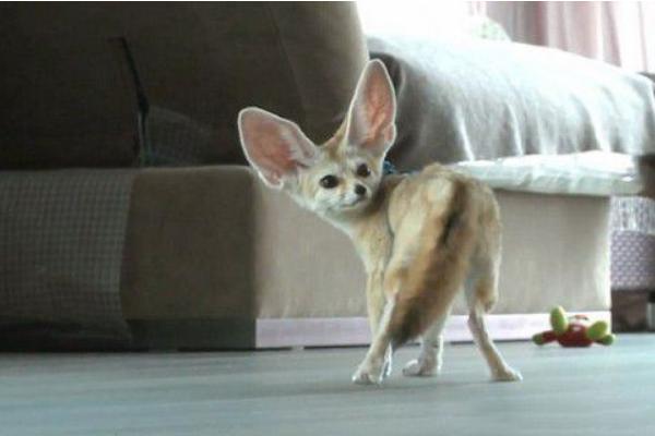 寵物狐貍市場價格多少錢一只 寵物狐貍的飼養(yǎng)方法