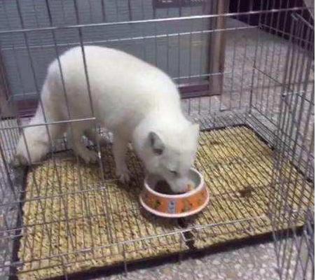 寵物狐貍市場(chǎng)價(jià)格多少錢一只 寵物狐貍的飼養(yǎng)方法