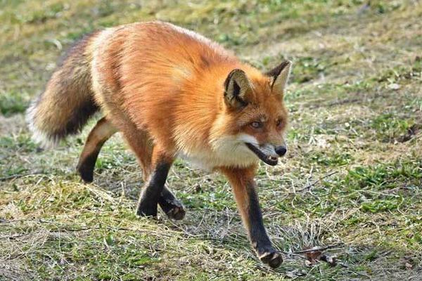 寵物狐貍市場(chǎng)價(jià)格多少錢一只 寵物狐貍的飼養(yǎng)方法