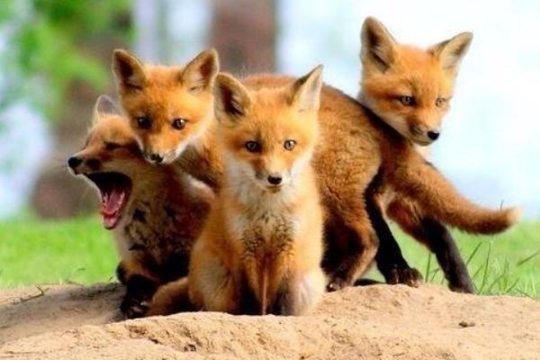 寵物狐貍市場(chǎng)價(jià)格多少錢一只 寵物狐貍的飼養(yǎng)方法