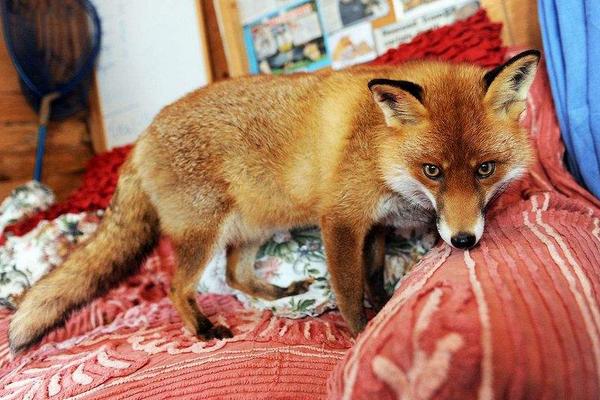 寵物狐貍市場(chǎng)價(jià)格多少錢一只 寵物狐貍的飼養(yǎng)方法