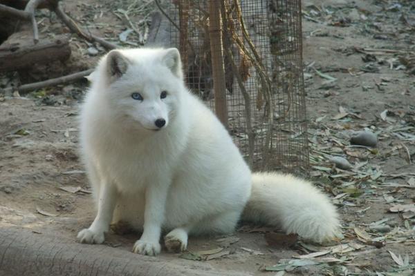 寵物狐貍中哪種最溫順 寵物狐貍怎么養(yǎng)