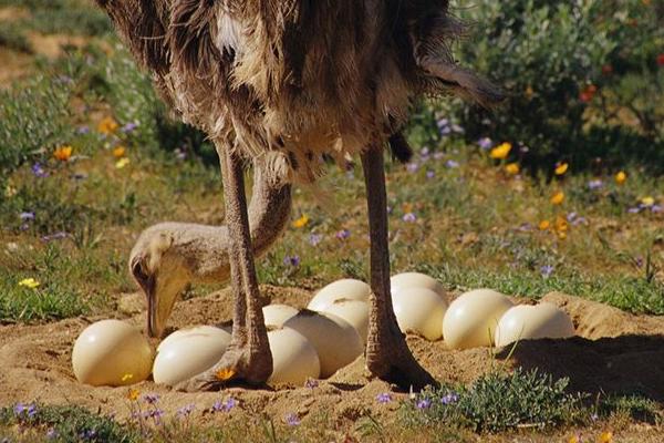 鴕鳥蛋功效與作用及禁忌 鴕鳥蛋的營(yíng)養(yǎng)價(jià)值