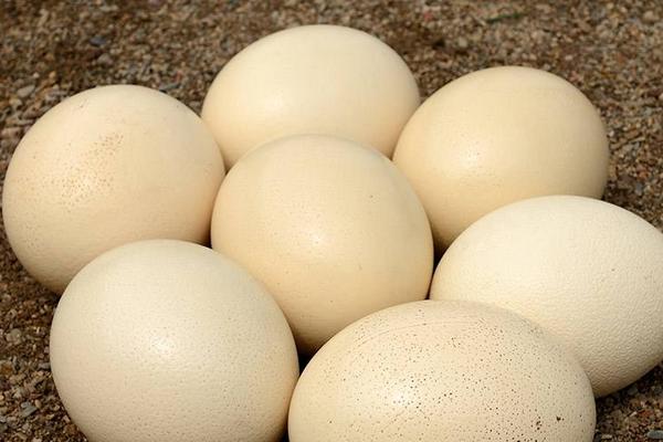 鴕鳥蛋功效與作用及禁忌 鴕鳥蛋的營養(yǎng)價值