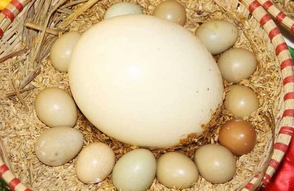 鴕鳥蛋功效與作用及禁忌 鴕鳥蛋的營養(yǎng)價值