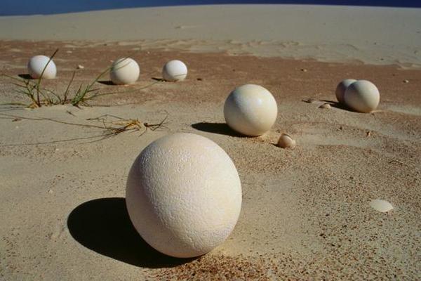 鴕鳥蛋功效與作用及禁忌 鴕鳥蛋的營養(yǎng)價值
