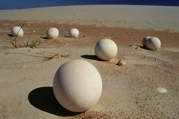 鴕鳥蛋怎么保存 鴕鳥蛋怎么孵化