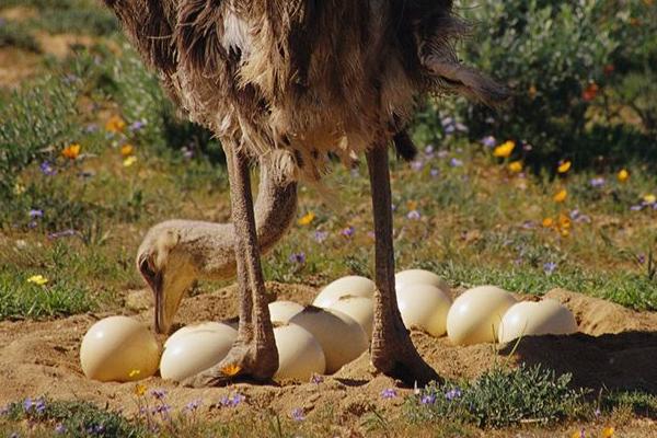 鴕鳥蛋怎么保存 鴕鳥蛋怎么孵化