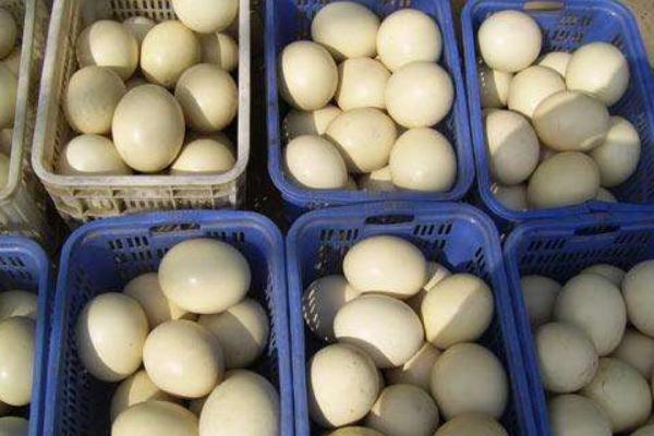 鴕鳥蛋怎么保存 鴕鳥蛋怎么孵化