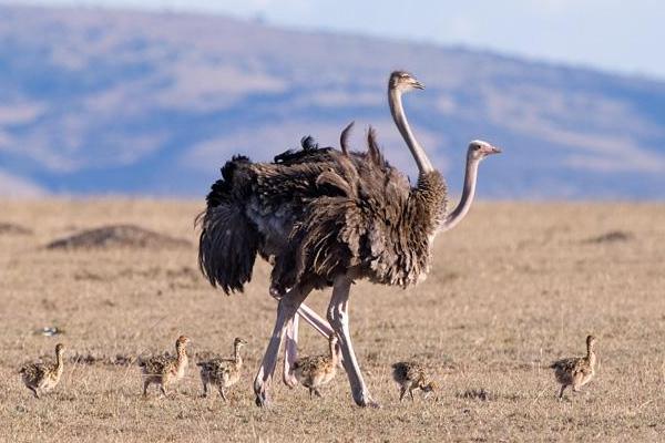 鴕鳥會(huì)飛嗎 鴕鳥是鳥嗎
