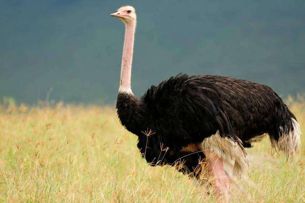 鴕鳥會飛嗎 鴕鳥是鳥嗎