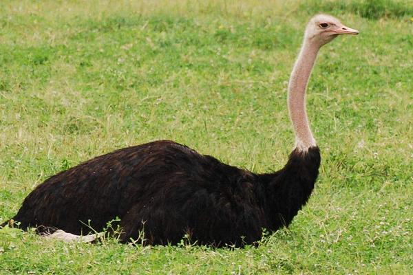 鴕鳥會飛嗎 鴕鳥是鳥嗎